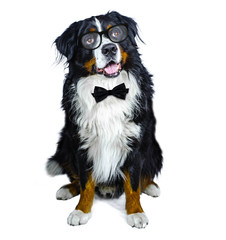 adult male bernese mountain dog in classy glasses and black bow tie on white isolated background. Headshot studio photo 
