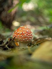 Amanita muscaria in the moss.