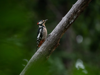 Woodpecker on the tree. Beautiful woodpecker in the forest.