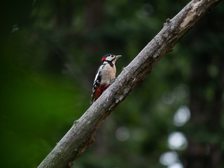 Fototapeta premium Woodpecker on the tree. Beautiful woodpecker in the forest.