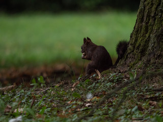 Squirrel under the tree. Summer park and squirrel. 