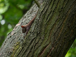 Squirrel on the tree. Summer park and squirrel.