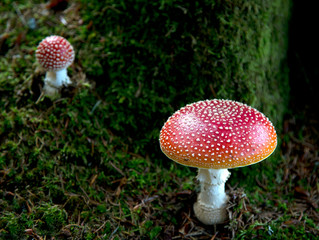 Fliegenpilz im Moos