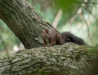 Squirrel on the tree. Summer park and squirrel.