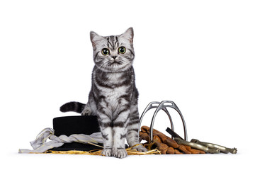 Cute silver tabby blotched British Shorthair kitten sitting facing front on horse riding gear. Looking straight at camera. Isolated on white background.
