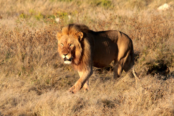 namibie