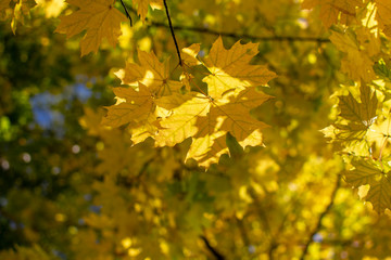  Yellow maple leaves on a blurry autumn background