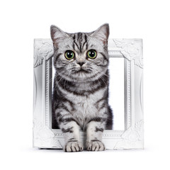 Cute silver tabby blotched British Shorthair kitten standing front view through photo frame. Looking straight at camera. Isolated on white background.
