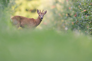 nice roe deer look