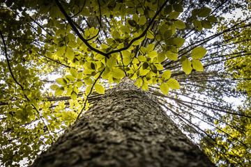 Fototapeta premium beautiful treetop and spiky branches tree with trunk, bottom view close up