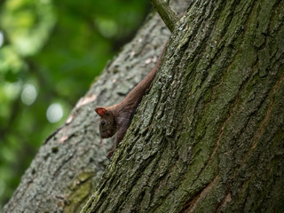 Squirrel on the tree. Summer park and squirrel.