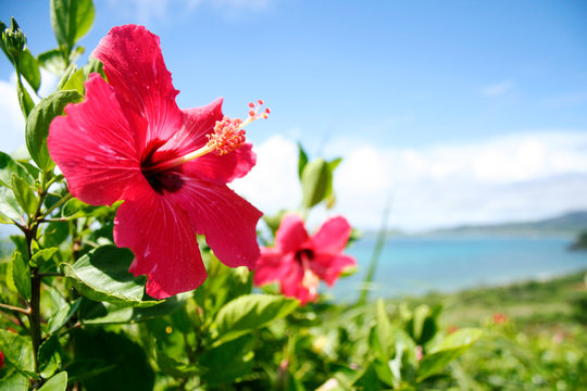 ハイビスカス Images Browse 12 642 Stock Photos Vectors And Video Adobe Stock