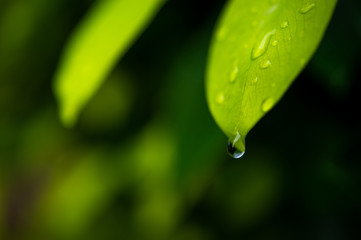 Green tea leaves, young shoots that are beautiful