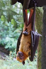 Flying fox.  They are much larger than bats, their wingspan reaches one and a half meters.