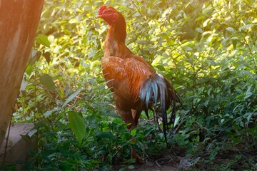 chicken searching for food in the garden.