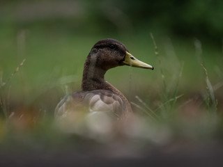 Mallard by the lake. Wild duck by the lake.