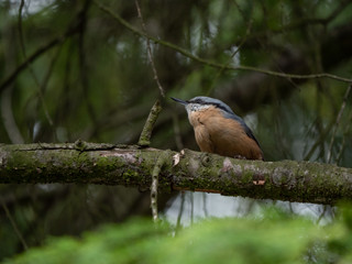 Eurasian nuthatch on a tree. Eurasian nuthatch sitting on a tree.