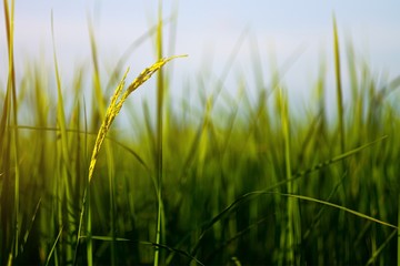 Rice field  in the countryside of Thailand
