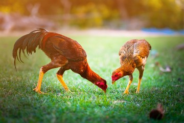 Fototapeta premium Two chickens are searching for food in the garden.
