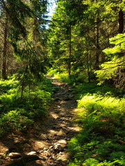 Gorce - Carpathians Mountains 