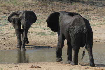 Afrique du sud