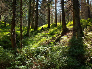 Fototapeta premium Gorce - Carpathians Mountains 