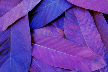Dry leaves that fall and deposition on the ground, Purple tone.
