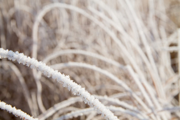 abstract pattern background with frosted reeds and grass in winter covered with snow on it