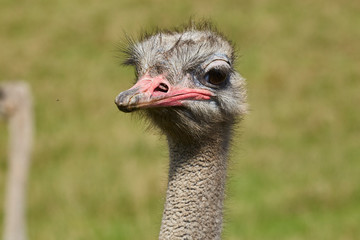 Ostrich Close up portrait with neck