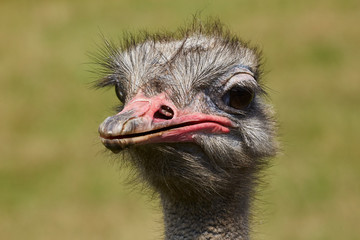 Ostrich Close up portrait with neck