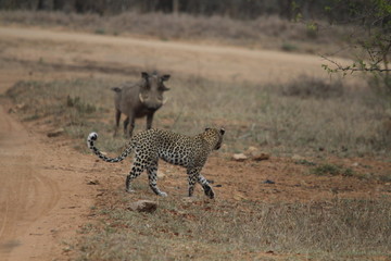 Afrique du sud