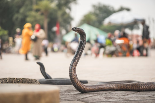Photo of a cobra snake in middle of Marrakech Medina