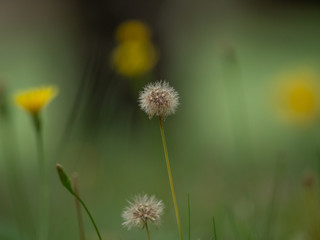 Dry dandelions close up.