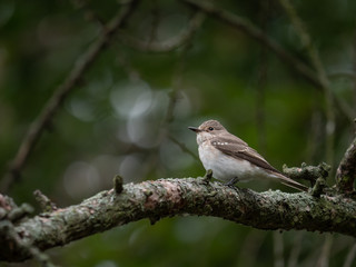 Spotted flycatcher (Muscicapa striata) on the tree. Small bird on tree.