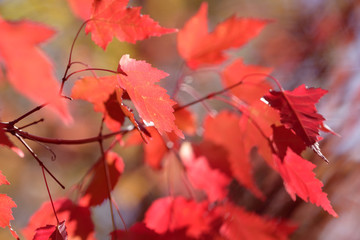 Beautiful colorful leaves in autumn forest. Red, orange, yellow, green and brown autumn leaves. Bush and tree foliage. Seasonal background.