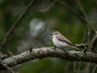 Obraz premium Spotted flycatcher (Muscicapa striata) on the tree. Small bird on tree.