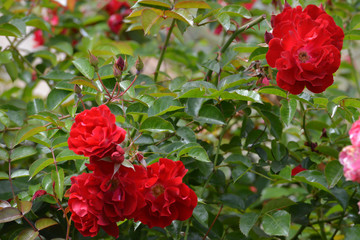 Beautiful red rose blooms 