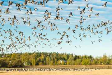 A big flock of barnacle gooses is sitting on a field and flying above it. Birds are preparing to migrate south. September 2019, Finland