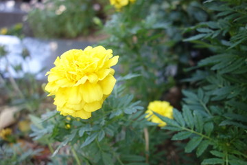 花壇に咲いた黄色のマリーゴールド