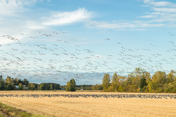 A big flock of barnacle gooses is sitting on a field and flying above it. Birds are preparing to migrate south. September 2019, Finland