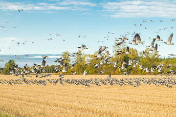 A big flock of barnacle gooses is sitting on a field and flying above it. Birds are preparing to migrate south. September 2019, Finland © Elena Noeva