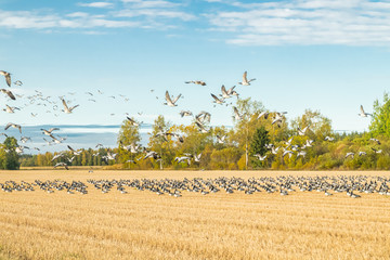 A big flock of barnacle gooses is sitting on a field and flying above it. Birds are preparing to migrate south. September 2019, Finland