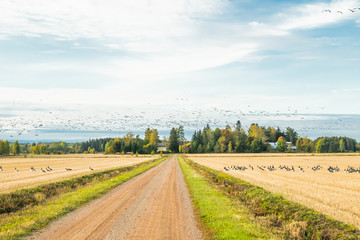 Fototapeta na wymiar A big flock of barnacle gooses is sitting on a field and flying above it. Birds are preparing to migrate south. September 2019, Finland