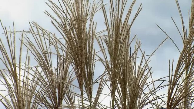Binsengr&auml;ser schaukeln im Wind
