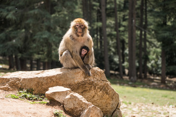 Mother and Baby Macaque sitting on a rock, cute scene in Morocco