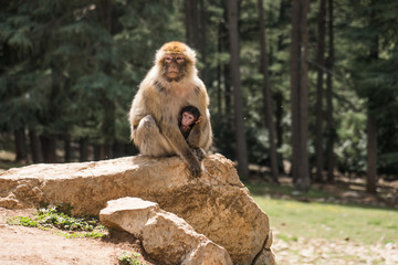Mother and Baby Macaque sitting on a rock, cute scene in Morocco