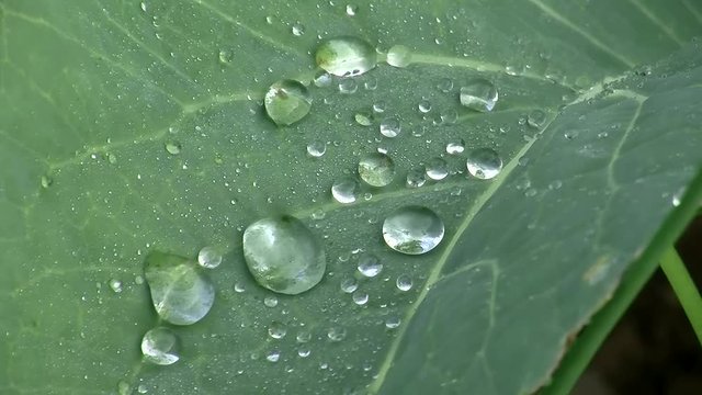 Die Wassertropfen auf dem gr&uuml;nen Karfiol zittern