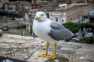 Seagulls in the castle of St. Angel. February, Rome, Italy.