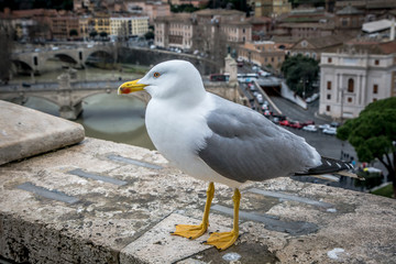 Seagulls in the castle of St. Angel. February, Rome, Italy.