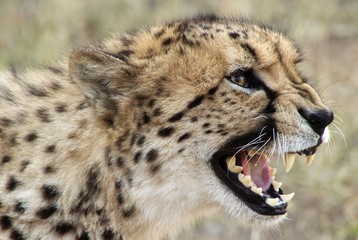 Selective closeup shot of a cheetah with open mouth